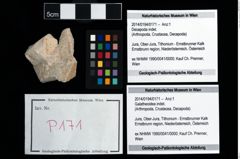 Foto (Objekt + Etikett) von Galatheoidea indet.  (NHMW-GEO-2014-0194-0171)